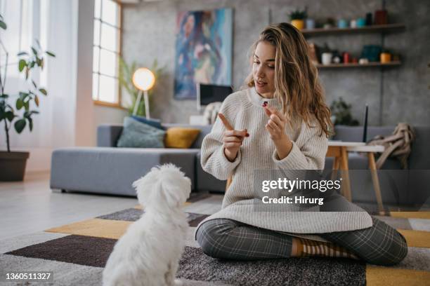 woman training her dog obedience - animal tricks stock pictures, royalty-free photos & images