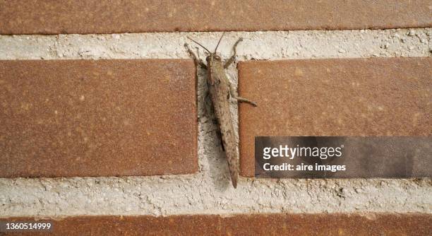 brown grasshopper on a brick wall - kameelkleurig stockfoto's en -beelden