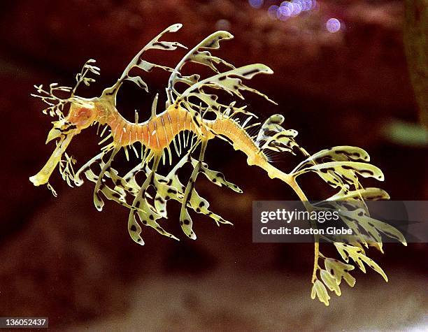 Leafy Sea Dragon from Australia at the new exhibit at the Aquarium.