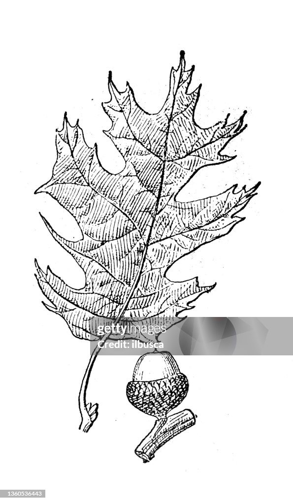 Antique illustration: Quercus velutina, black oak
