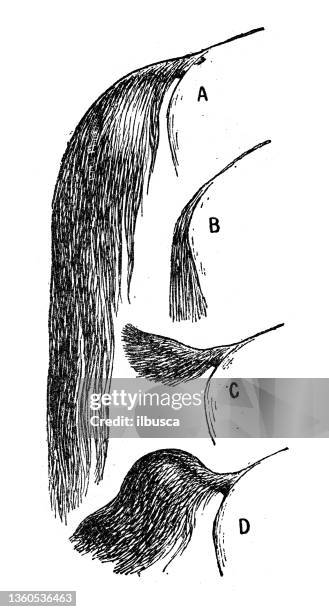 antique illustration: horse tails - horse tail stock illustrations