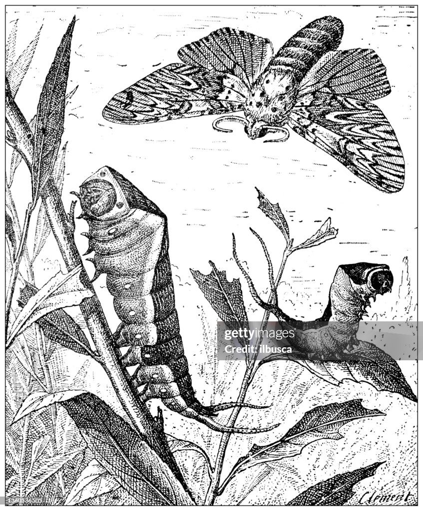 Antique illustration: Cerura vinula, puss moth