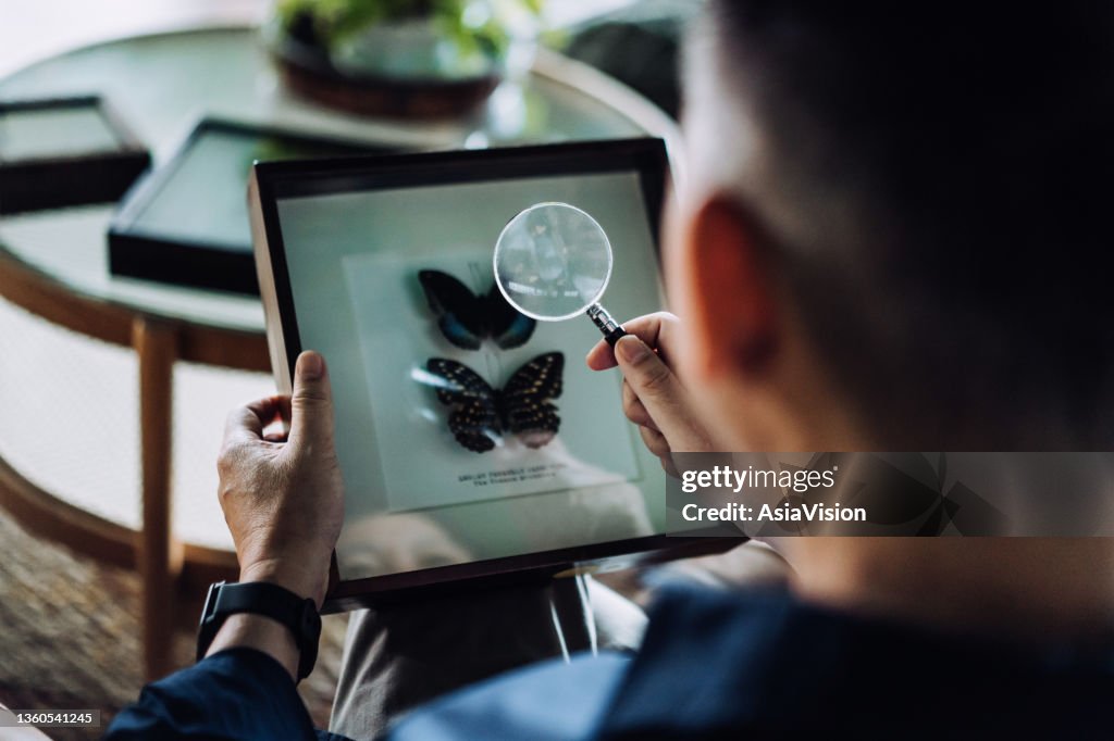 Sopra la vista a spalla dell'uomo asiatico anziano che si rilassa sul divano di casa accogliente, esaminando gli esemplari di collezione di insetti con lente d'ingrandimento. Vita da pensionati felice, hobby e interessi per il concetto di anziano
