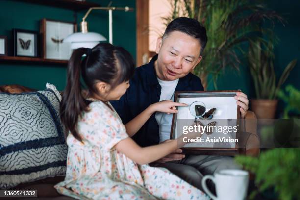 asiatischer großvater mit einem insektensammlungs-probenhalter, der der enkelin beibringt, zu hause mit einer lupe zu untersuchen und seine hobbys zu teilen. mehrgenerationenfamilie. glückliches ruhestandsleben, hobbys und interessen für ältere mensche - specimen holder stock-fotos und bilder