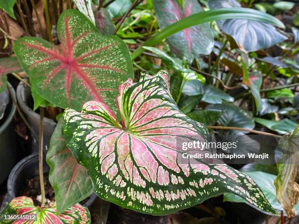 the beauty of tropical caladium. - caladium fotografías e imágenes de stock