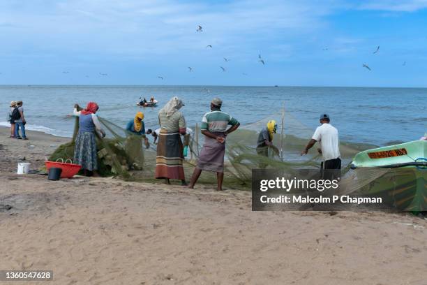 negombo, fishermen bringing in the catch of the day, sri lanka - negombo stockfoto's en -beelden