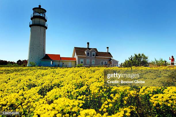 Field of brilliant yellow sedum form a carpet in front of the Highland Light Lighthouse on the Cape Cod National Seashore.