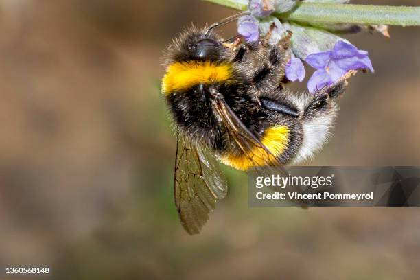 bumblebee (bombus) - bumblebee fotografías e imágenes de stock
