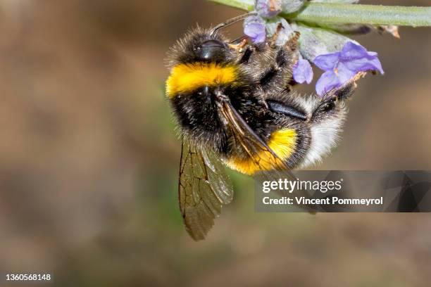 bumblebee (bombus) - violet botanical drawing stock pictures, royalty-free photos & images
