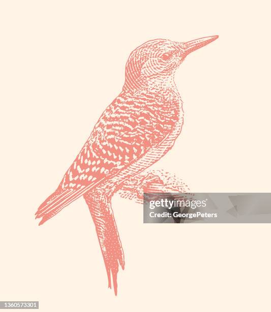 red bellied woodpecker - woodpecker feather stock illustrations