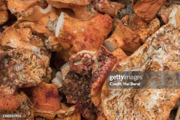 lobster mushrooms for sale - hypomyces-lactifluorum fotografías e imágenes de stock