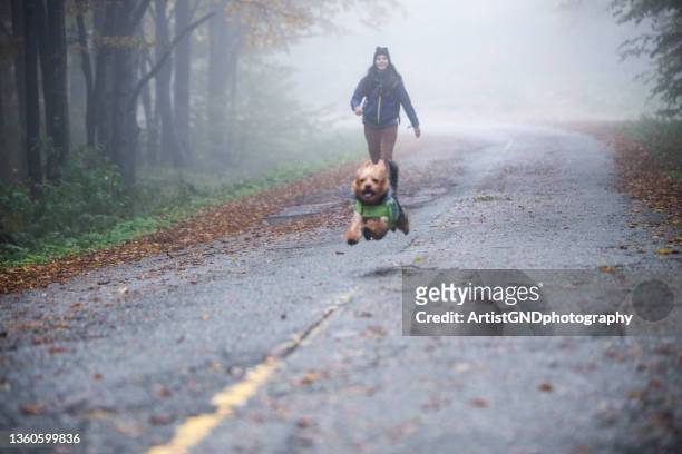 woman and cute dog having fun in autumn - lap dog stock pictures, royalty-free photos & images