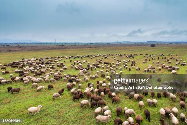 vista de ángulo alto del rebaño de ovejas pastando en el campo verde - rebaño de oveja fotografías e imágenes de stock