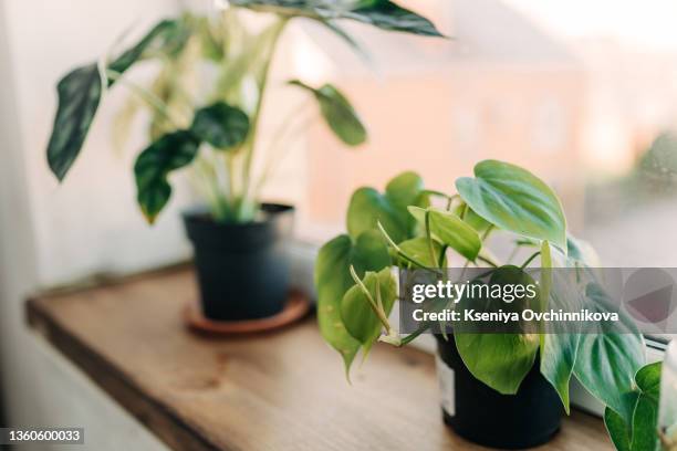 potted green plants on window - wood ledge stock pictures, royalty-free photos & images