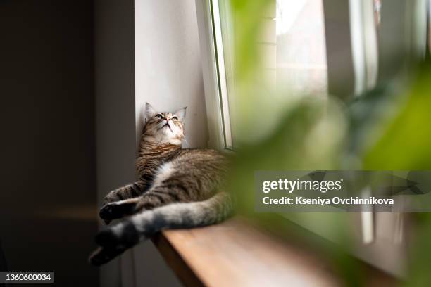 close-up portrait of a gray striped domestic cat sitting on a window around houseplants. image for veterinary clinics, sites about cats, for cat food. - peitoril de janela - fotografias e filmes do acervo