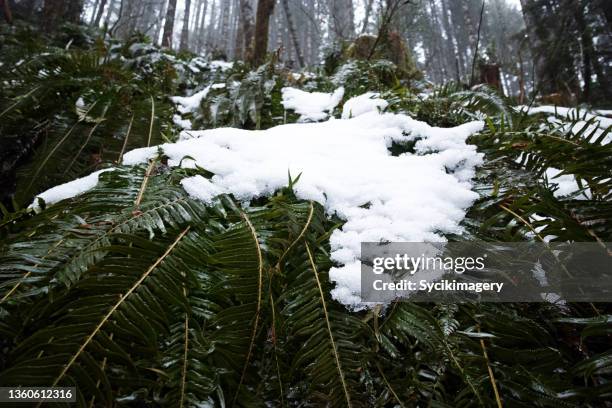 snow covering ferns in temperate rainforest — winter season - temperate rainforest stock pictures, royalty-free photos & images