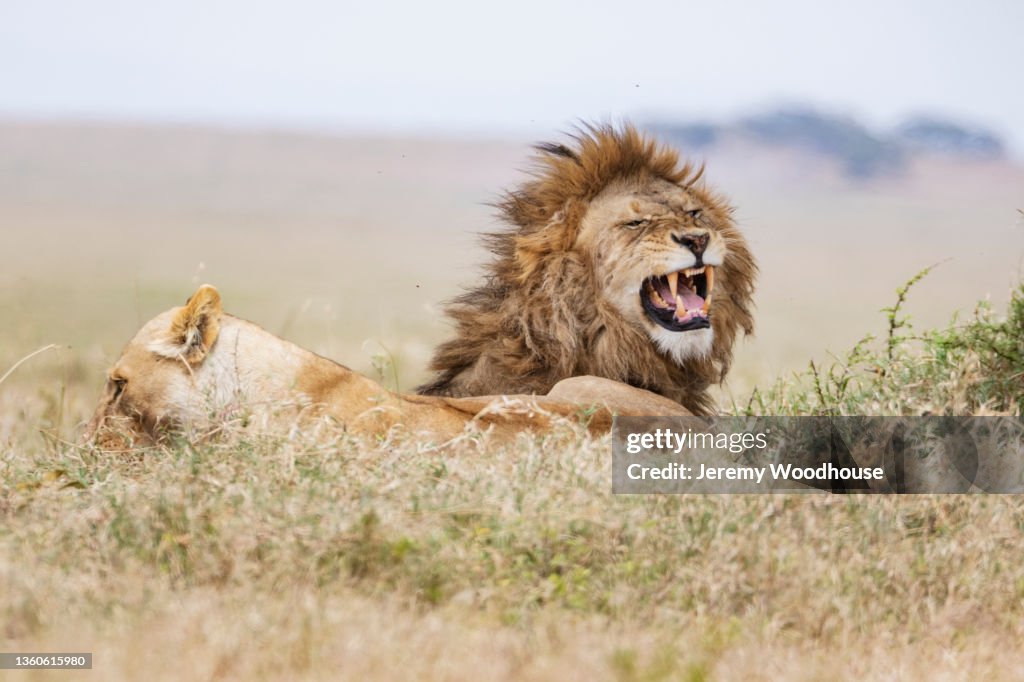 Male Lion Showing Flehmen's Response