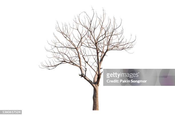 bare tree against isolated on white background, clipping path - bare tree stock pictures, royalty-free photos & images