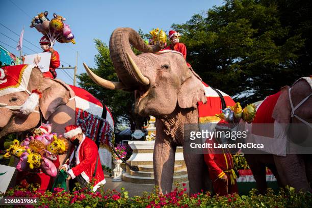 Christmas Elephant Photos and Premium High Res Pictures - Getty Images