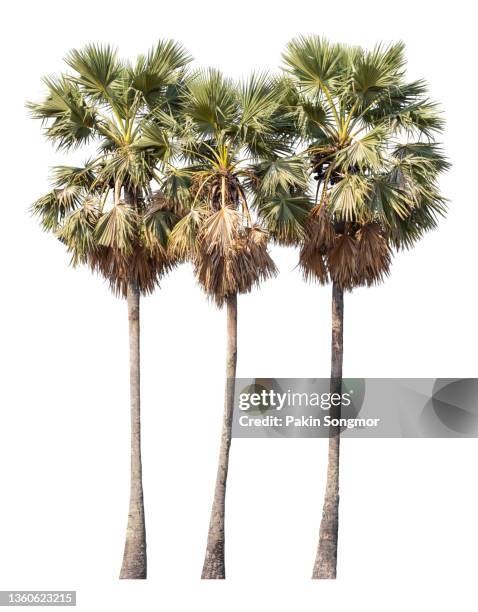 sugar palm tree against isolate and white background, clipping path - tropical deciduous forest photos et images de collection