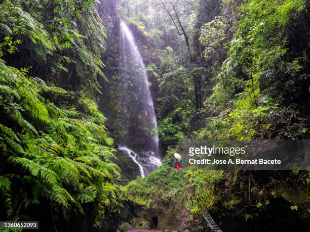 hiker contemplating a waterfall, interior of a forest between ravines with a river and a waterfall. - la palma stock pictures, royalty-free photos & images