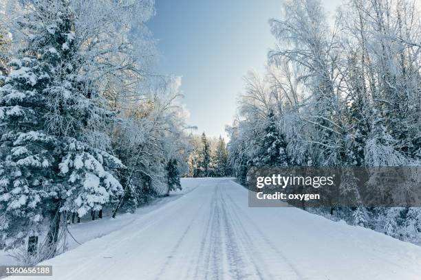 empty road with snow сovered fir trees forest, winter season, siberia, altai, russia. tentative travel - blue winter tree stock-fotos und bilder