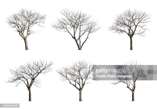 collections bare tree against isolated on white background, clipping path - day of the dead stock-fotos und bilder