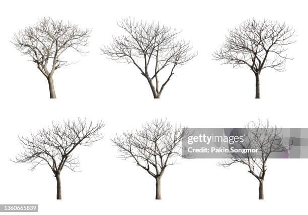 collections bare tree against isolated on white background, clipping path - kale boom stockfoto's en -beelden