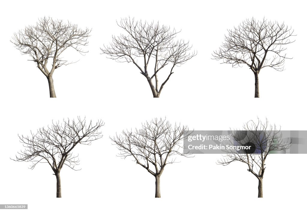 Collections bare tree against isolated on white background, clipping path
