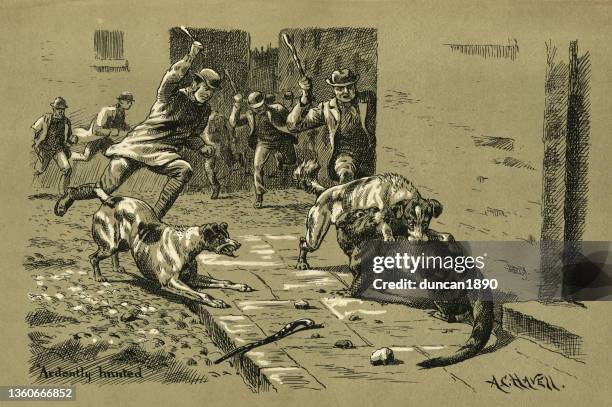 dogs attacking an otter that had wondered into the city after flooding, victorian 19th century - european otter stock illustrations