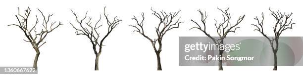 collections bare tree against isolated on white background, clipping path - bare tree fotografías e imágenes de stock