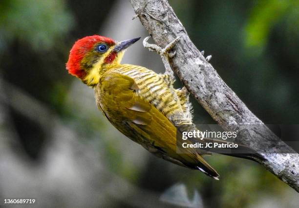 brazilian name: pica-pau-dourado-escuro
english name: golden-green woodpecker
scientific name: piculus chrysochloros - escuro fotografías e imágenes de stock