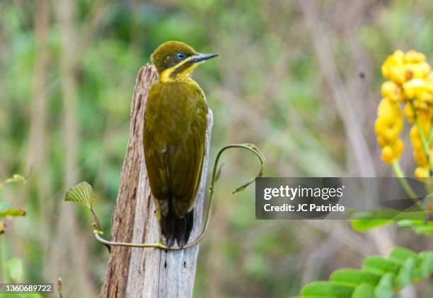 brazilian name: pica-pau-dourado-escuro
english name: golden-green woodpecker
scientific name: piculus chrysochloros - escuro 個照片及圖片檔