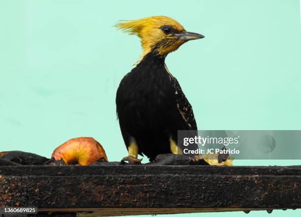 brazilian name: pica-pau-de-cabeça-amarela
english name: blond-crested woodpecker
scientific name: celeus flavescens - cabeça stock pictures, royalty-free photos & images