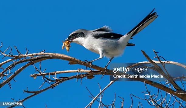 loggerhead shrike with prey - lanius ludovicianus - mole cricket stock pictures, royalty-free photos & images