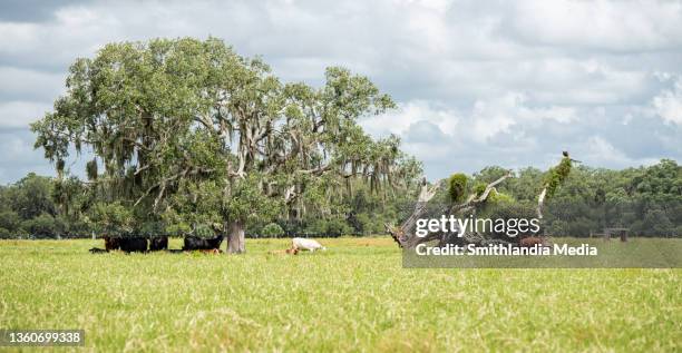 pasturine with bald eagle - florida media stock pictures, royalty-free photos & images