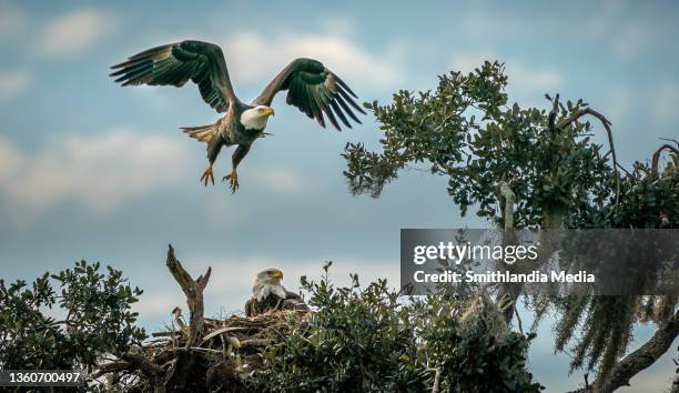 bald eagles prepare nest - haliaeetus leucocephalus - eagle nest stock-fotos und bilder