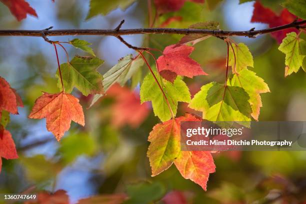 light through the fall leaves - farbe ändern stock-fotos und bilder