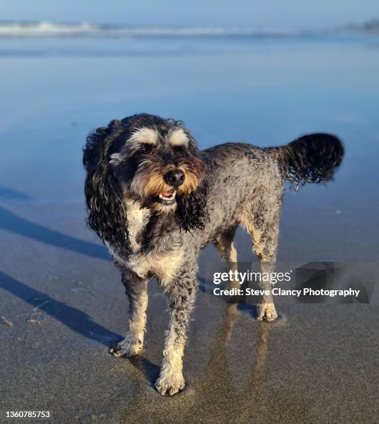Cavapoo Photos and Premium High Res Pictures - Getty Images