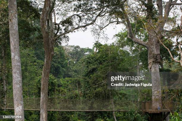 rope-style, hanging bridge in kakum national park in ghana, west africa. - ghana culture stock pictures, royalty-free photos & images