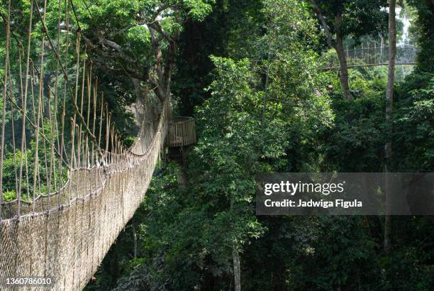 rope-style, hanging bridge in kakum national park in ghana, west africa. - ghana africa fotografías e imágenes de stock