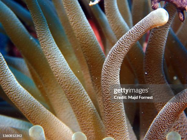 giant caribbean sea anemone (condylactis gigantea) taken off lighthouse point/ divetech, west bay, grand cayman - condylactis anemone stock pictures, royalty-free photos & images