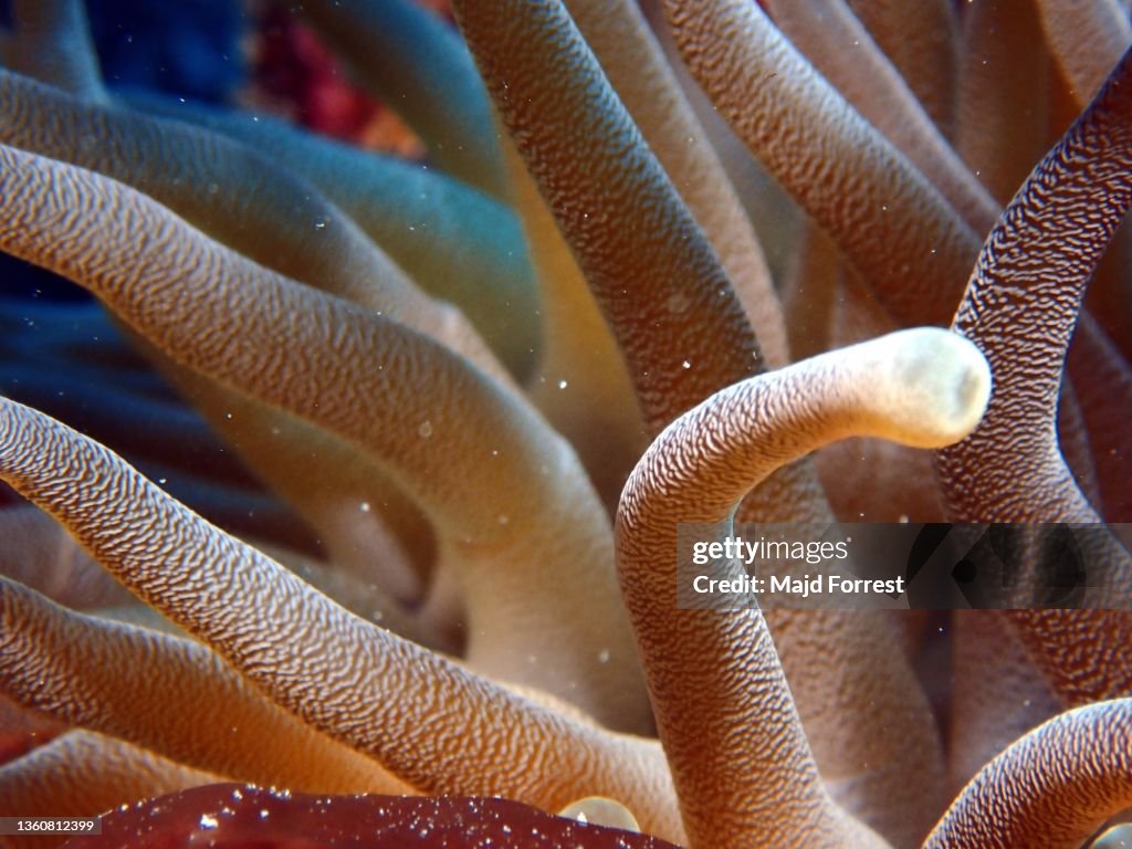 Giant Caribbean Sea Anemone (Condylactis gigantea) taken off Lighthouse Point/ Divetech, West Bay, Grand Cayman