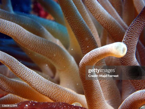 giant caribbean sea anemone (condylactis gigantea) taken off lighthouse point/ divetech, west bay, grand cayman - condylactis anemone stock pictures, royalty-free photos & images