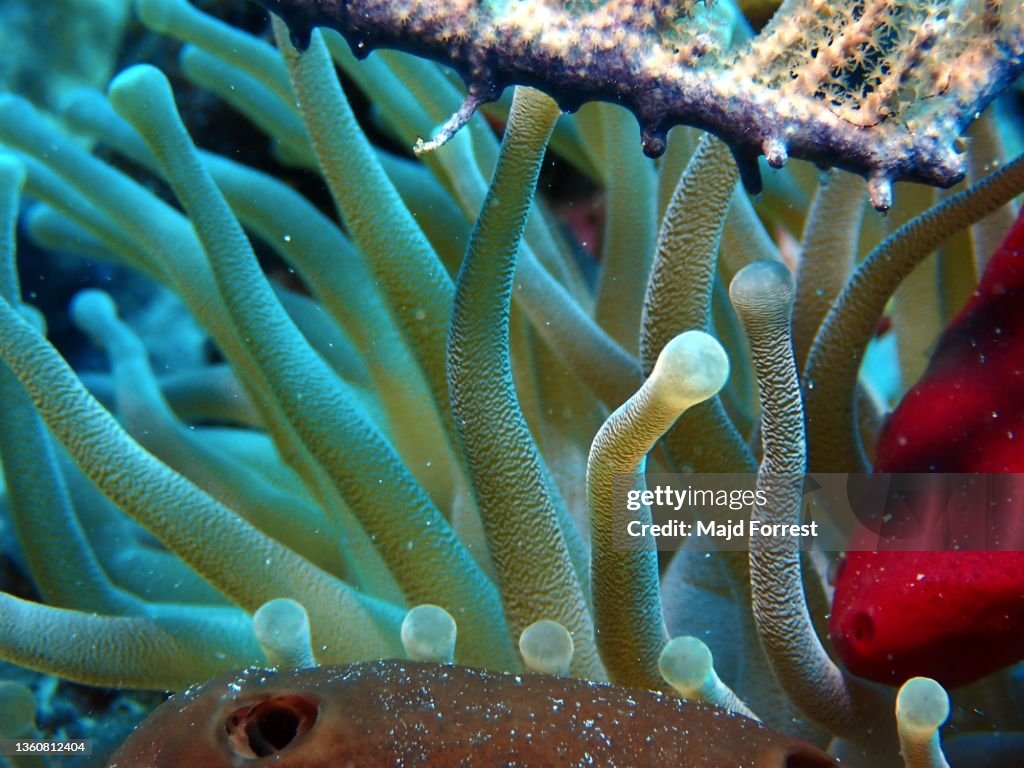 Giant Caribbean Sea Anemone (Condylactis gigantea) taken off Lighthouse Point/ Divetech, West Bay, Grand Cayman