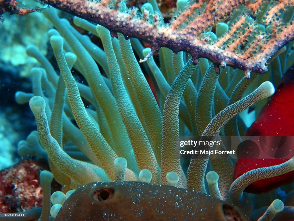 Giant Caribbean Sea Anemone (Condylactis gigantea) taken off Lighthouse Point/ Divetech, West Bay, Grand Cayman