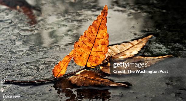 Fallen leaf sits in a shallow pool of water at the Franklin Delano Roosevelt National Memorial in Washington, D.C., on Thursday, December 22, 2011....