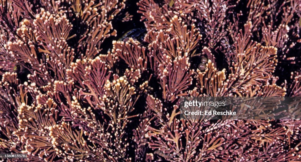 CORALLINE ALGAE (Bossiella plumosa) IN A TIDEPOOL, OLYMPIC NATIONAL PARK, WASHINGTON