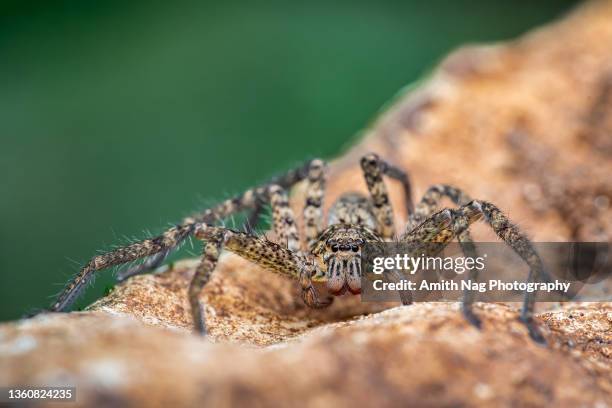 macro of a huntsman spider - animal limb stock-fotos und bilder