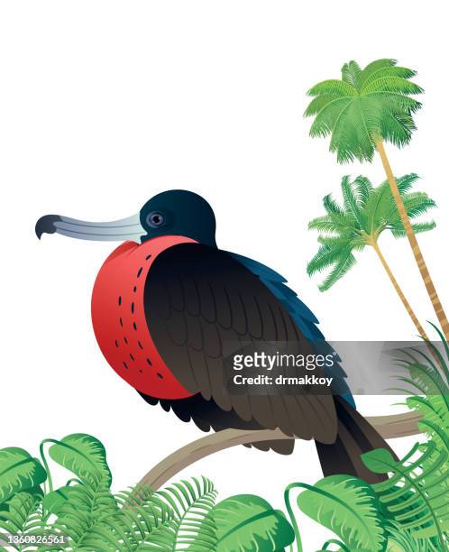 ilustrações de stock, clip art, desenhos animados e ícones de frigatebird - galapagos islands